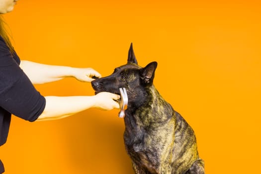 Cute dog with hammer. isolated on a red yellow studio background. dutch shepherd