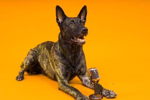 Dutch shepherd dog in front of a microphone, studio shot