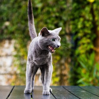 Hunting cat, cat face before a close attack. Portrait of a funny domestic kitten playing indoors. The look of a happy Burmese cat preparing to jump, the eyes of a playful pet wanting to pounce back.