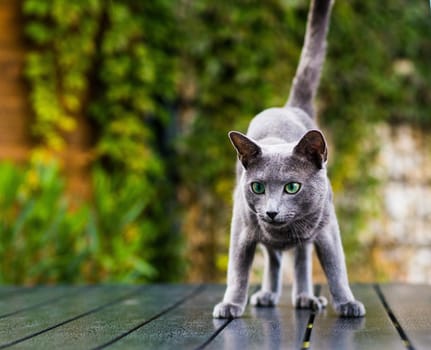Hunting cat, cat face before a close attack. Portrait of a funny domestic kitten playing indoors. The look of a happy Burmese cat preparing to jump, the eyes of a playful pet wanting to pounce back.