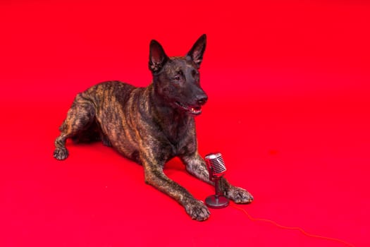 Dutch shepherd dog in front of a microphone, studio shot