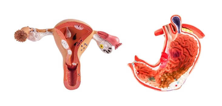 Uterus and stomach model isolated on white background, doctor holding anatomy model for study diagnosis and treatment in hospital.