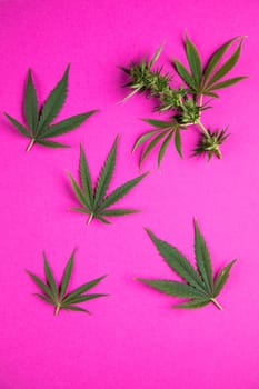 Flat lay composition, cbd, Cannabis leaves with marijuana