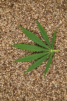 Cannabis leaves with marijuana, cbd, Flat lay composition