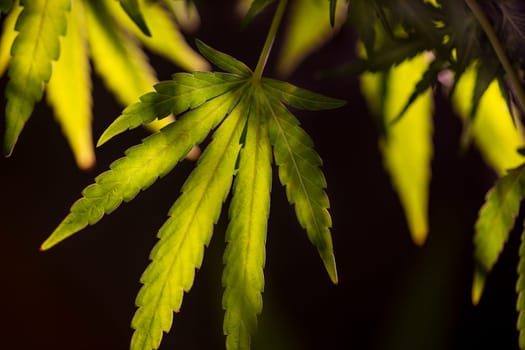 Green cannabis flowers, Weed medicine leaf, Marijuana