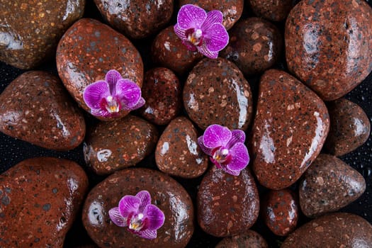 Stones with orchid flower. spa concept