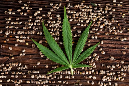Marijuana cannabis leaf in the light