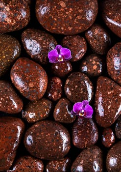 Stones in a purple and pink orchid flower