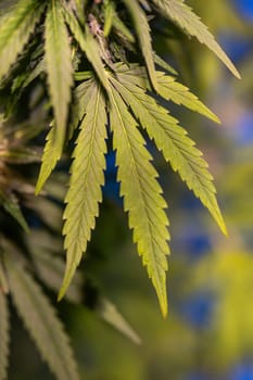 Weed medicine leaf, Grow indica flowering, Cannabis plant, Marijuana