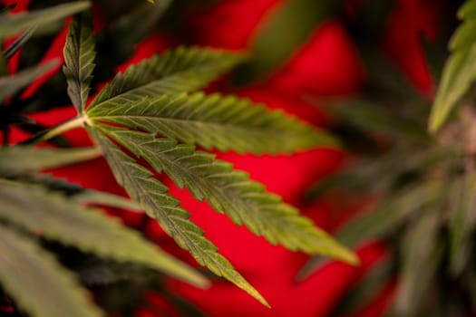 Weed medicine leaf, Grow indica flowering, Cannabis plant, Marijuana