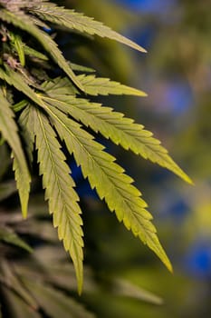 Green cannabis flowers, Weed medicine leaf, Marijuana