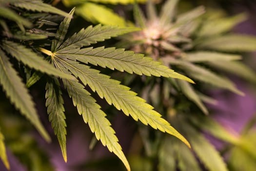 Green cannabis flowers, Weed medicine leaf, Marijuana