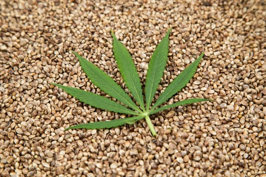 Flat lay composition, cbd, Cannabis leaves with marijuana