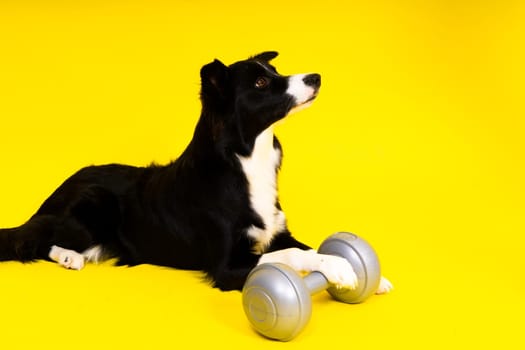 A border collie dog with dumbbell in front of a yellow background