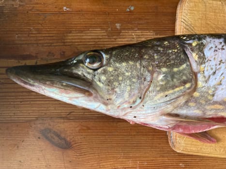Cutting freshwater predatory fish the pike
