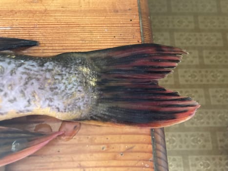 Cutting freshwater predatory fish the pike