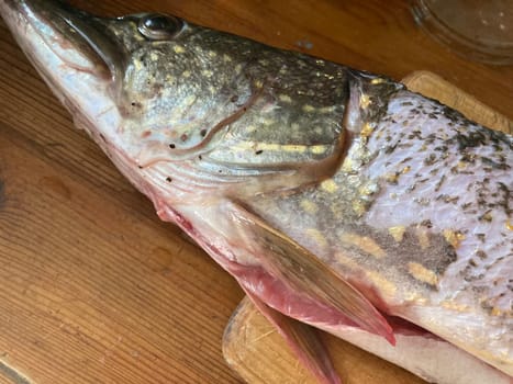 Cutting freshwater predatory fish the pike