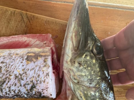 Cutting freshwater predatory fish the pike