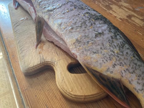 Cutting freshwater predatory fish the pike