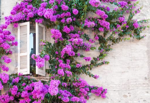 Blooming bouganville flower in summer season - exterior decoration of Italian home with traditional window