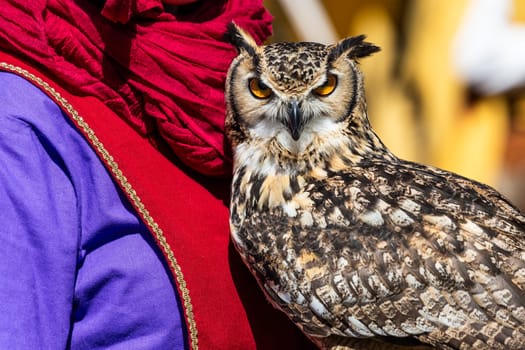 Owl looking to camera. Animal themes, majestic bird, day light