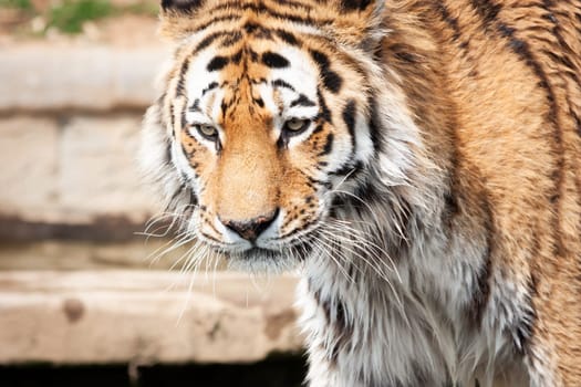 Walking tiger in outdoors. Wildlife animal portrait, nobody.