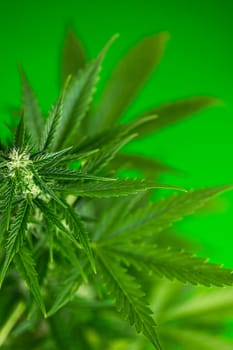 Cannabis leaves, Hemp medical plant, Marijuana