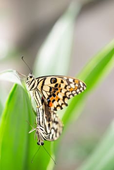 Common lime butterfly sitting on a green leaf, Papilio demoleus insect, lemon swallowtail butterflies reproduce