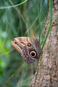 Banana or giant owl butterfly sitting on a tree trunk, Caligo telamonius memnon insect, rainforest of Mexico and South America, Amazonas
