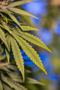 Marijuana plant with medical cannabis, cbd