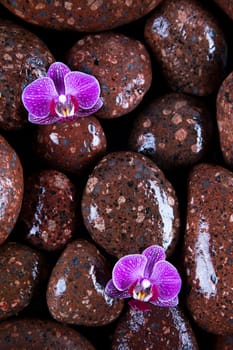 Stones with orchid flower. spa concept