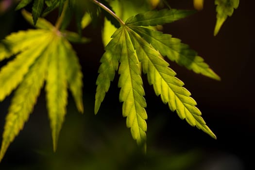 Green cannabis flowers, Weed medicine leaf, Marijuana