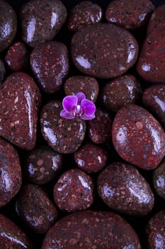 Stones in a purple and pink orchid flower