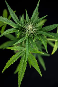 Cannabis leaves, green background, close up, marijuana
