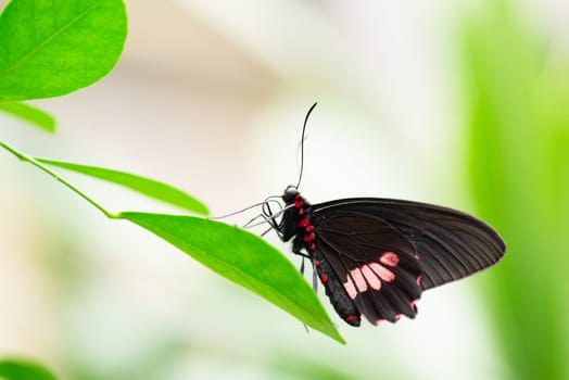 Parides eurimedes butterfly sitting on a green leaf, mylotes cattleheart insect, true cattleheart