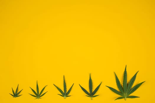 Flat lay composition, cbd, Cannabis leaves with marijuana