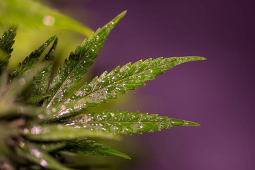 Green cannabis flowers, Weed medicine leaf, Marijuana