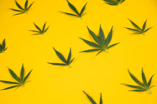 Cannabis leaves with marijuana, cbd, Flat lay composition