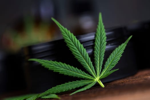 Marijuana cannabis leaf in the light