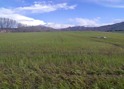 Cereals fields beside Spanish National N-502 road, Solosancho, Avila, Spain