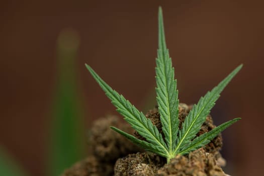 Top view of marijuana leaves and cannabis buds