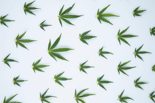 Cannabis leaf,marijuana isolated on white background