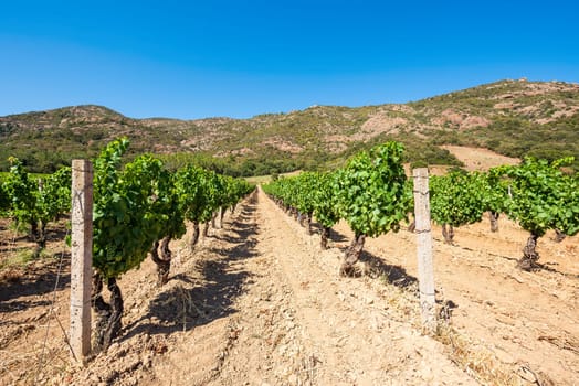 Rows of a beautiful vineyard for the production of wine grown in Sardinia, Italy. Traditional agriculture.
