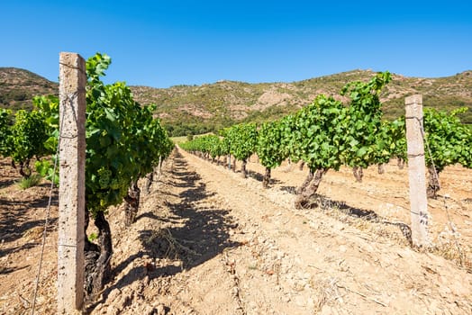 Rows of a beautiful vineyard for the production of wine grown in Sardinia, Italy. Traditional agriculture.