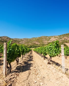 Rows of a beautiful vineyard for the production of wine grown in Sardinia, Italy. Traditional agriculture.