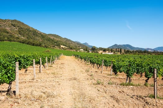 Rows of a beautiful vineyard for the production of wine grown in Sardinia, Italy. Traditional agriculture.