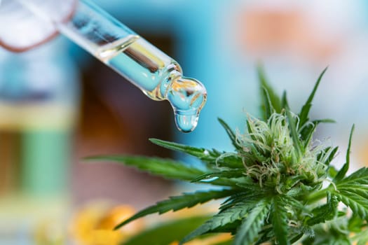 Set of essential oil cbd in a glass bottle, with a pipette, marijuana concept