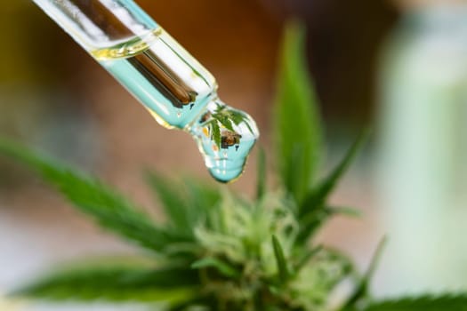 Oil cbd in a glass bottle, with a pipette, Medical marijuana concept