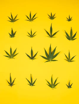 Flat lay composition, cbd, Cannabis leaves with marijuana