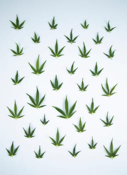 Cannabis leaf,marijuana isolated on white background